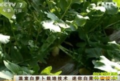 ���Ұ��ܲ����༼��(20121119)