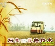 ʯ��18���༼��(20121121)