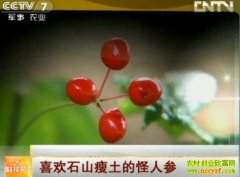 ϲ��ʯɽ�����Ĺ��˲�(20121122)