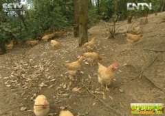 ����һ�����ӻ���(20121121)