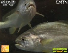 ����㡰����һ�š���ֳ����(20121125)