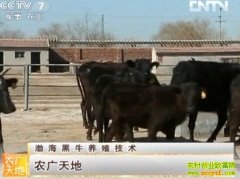 ������ţ��ֳ����(20121126)