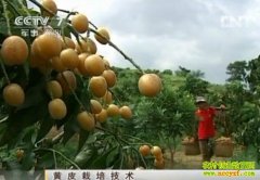 ��Ƥ���༼��(20121127)