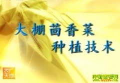 �����������ֲ����(20121126)