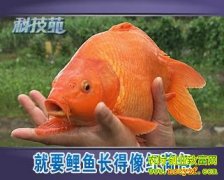 ��Ҫ���㳤�����ɰ�(20121126)