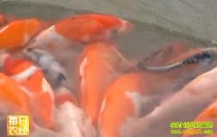 ����ϸѡ������(20121127)