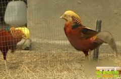 ����Ů���Ľ���Ƹ�(20121123)