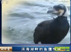 �������ϵ���ӥ��Ե(20121126)