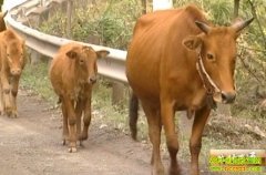 ������ţ��ֳ��Ƶ(20121128)