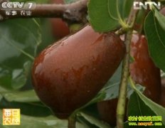 �������ĺ�ƿ��(20121229)