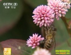 ����С�Ƶ�ͷ��ޤ(20121205)