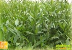 ����������ֲ����(20121206)