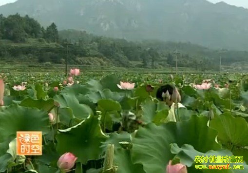 �ɻ���ֲ����