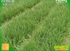 ��С��߲����༼��(20121206)