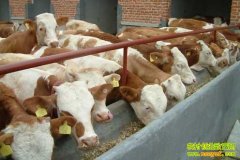 ������ţ����(20121120)