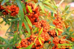 ɳ����С �¸�����(20121118)