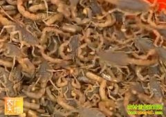 [ũ�������Ы��]Ы���Ĳɼ�������Ƶ