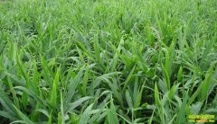 ������ֲ�봢��-�ڴ������������ ������ѿ��