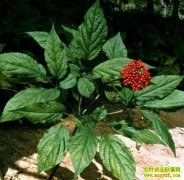 �˲ΰ�ȫ�������༼��(��9��)