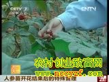 人参苗开花结果后的特殊管理 人参苗开花结果后的特殊管理