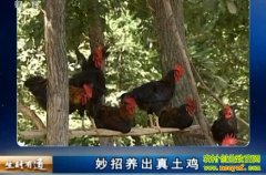 ��������������(20121217)