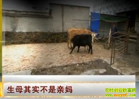 ��ţ��ֳ����