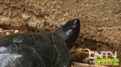 [�¸�������]��ϡ�걳��ĲƸ�����