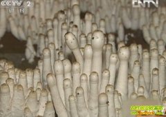 ����������زƸ�(20121219)