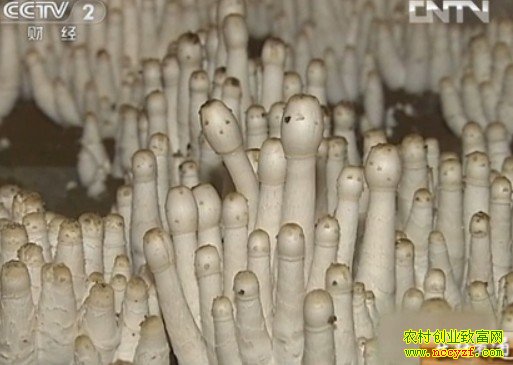 ���ȹ���ֲ����