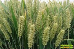 С������Ʒ���ƽ�(��9��)