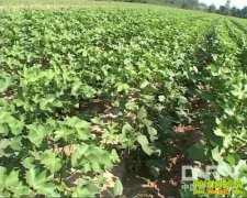 �޻���ֲ�¼���(��9��)