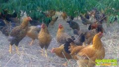 ���ز����أ�������׬Ǯ(20130102)