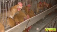 ����һ�����ӻ���(20130104)