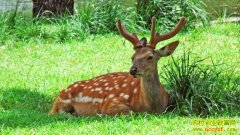 ����Ҷ����÷��¹(20130121)