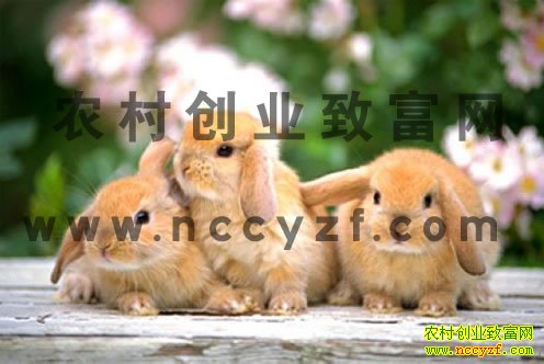 ԥ����õ���ֳ����(20130131)