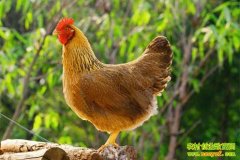 �����鼦��ֳ����(20130215)