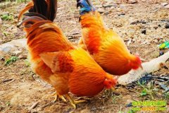 �ӻ�����������ɫ�Ƹ�(20130305)