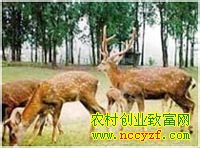 [�����е�]���������Ȩ����¹����