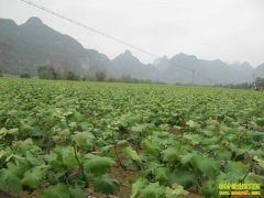 �����Ѵ������ĲƸ�(20130318)