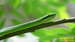 [�����е�����]����Ů����������߾�