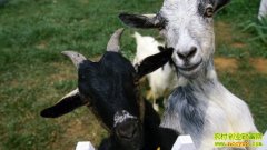 �ڹ�����ֳ����(20130402)