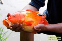 �˹�������ֳ����(20130402)