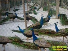 ��ɽ��������׬Ǯ�Ŀ�ȸ(20130410)