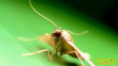 ������˵(20130520)