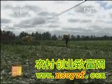 夏季大白菜的采收与贮运(20130610)