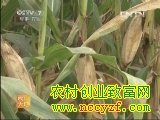 黄淮海夏玉米优良品种介绍(2013.6.12)