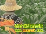 夏玉米穗期管理技术视频(20130617)