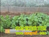 拱棚紫苏种植技术视频(20130617)