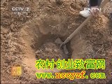 金丝小枣生产技术视频(20130624)