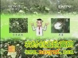 棉花吐絮期管理技术视频(20130624)